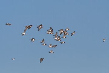 Scholekster, Eurasian Oystercatcher, Haematopus ostralegus ostralegus