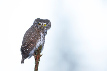 Dwerguil, Eurasian Pygmy Owl, Glaucidium passerinum