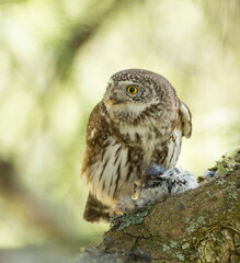 Dwerguil, Eurasian Pygmy Owl, Glaucidium passerinum