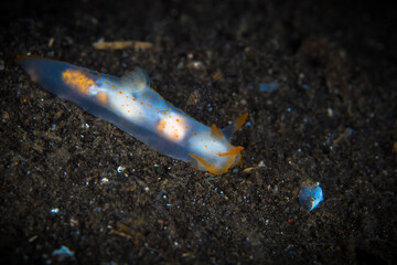  Colorful nudibranch sea slug on coral reef in Indonesia