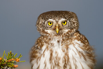 Dwerguil, Eurasian Pygmy Owl, Glaucidium passerinum