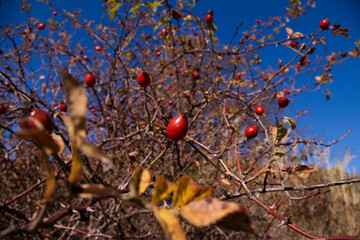 dog rose fruits on a branch