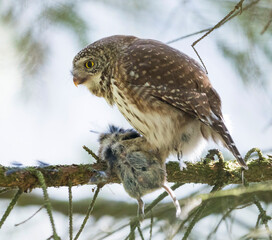 Dwerguil, Eurasian Pygmy Owl, Glaucidium passerinum
