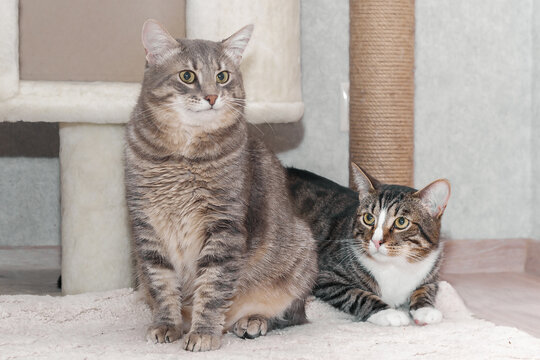 Two tabby mongrel cats play near the scratching post and the cat house.