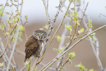 Dwerguil, Eurasian Pygmy Owl, Glaucidium passerinum