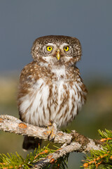 Dwerguil, Eurasian Pygmy Owl, Glaucidium passerinum