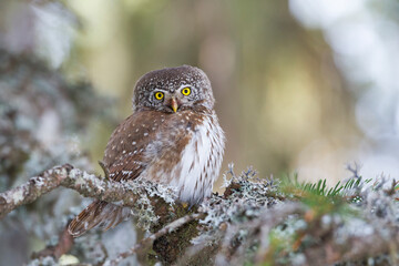 Dwerguil, Eurasian Pygmy Owl, Glaucidium passerinum