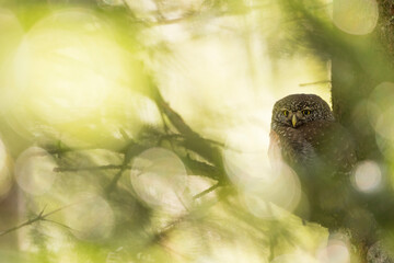 Dwerguil, Eurasian Pygmy Owl, Glaucidium passerinum