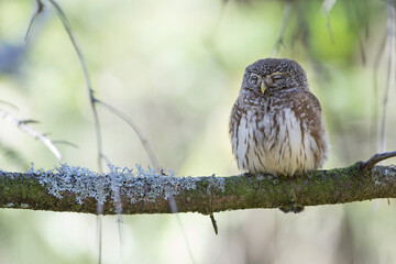 Dwerguil, Eurasian Pygmy Owl, Glaucidium passerinum