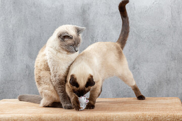Two Thai cats are playing with an animal toy