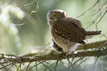 Dwerguil, Eurasian Pygmy Owl, Glaucidium passerinum