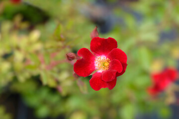 Rose Rouge Meillandecor Meineble