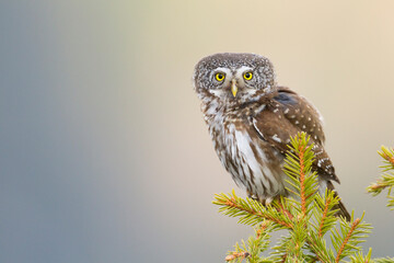 Dwerguil, Eurasian Pygmy Owl, Glaucidium passerinum