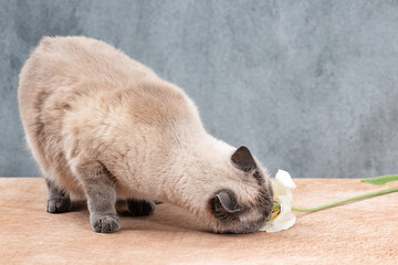 Fat cat plays and sniffs the tulip on the table.