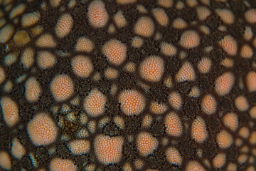 Close up colorful detail of coral polyps
