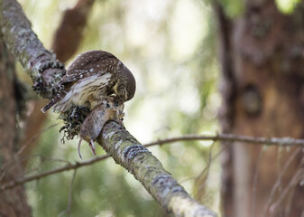 Dwerguil, Eurasian Pygmy Owl, Glaucidium passerinum