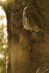Dwerguil, Eurasian Pygmy Owl, Glaucidium passerinum