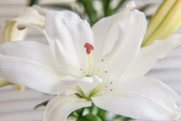 Beautiful White Lily flower close up detail in summer time. Background with flowering bouquet. Inspirational natural floral spring blooming garden or park. Ecology nature concept.