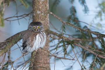 Dwerguil, Eurasian Pygmy Owl, Glaucidium passerinum