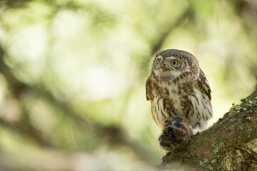 Dwerguil, Eurasian Pygmy Owl, Glaucidium passerinum
