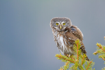 Dwerguil, Eurasian Pygmy Owl, Glaucidium passerinum