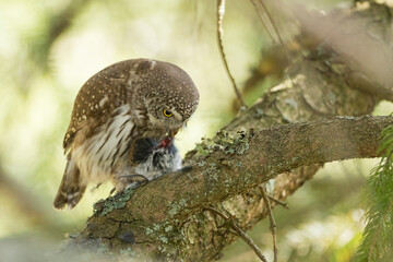 Dwerguil, Eurasian Pygmy Owl, Glaucidium passerinum