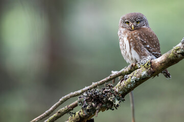 Dwerguil, Eurasian Pygmy Owl, Glaucidium passerinum