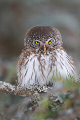 Dwerguil, Eurasian Pygmy Owl, Glaucidium passerinum