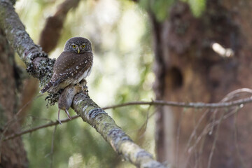 Dwerguil, Eurasian Pygmy Owl, Glaucidium passerinum