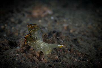 Colorful nudibranch seaslug on coral reef