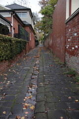 Fototapeta premium callejón con hojas de arboles 