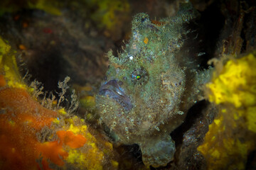 Frogfish hanging out on coral reef