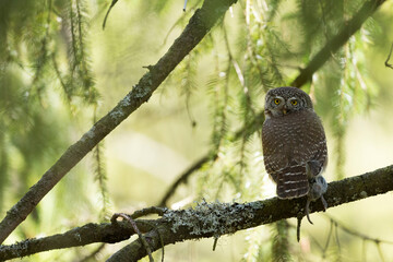 Dwerguil, Eurasian Pygmy Owl, Glaucidium passerinum