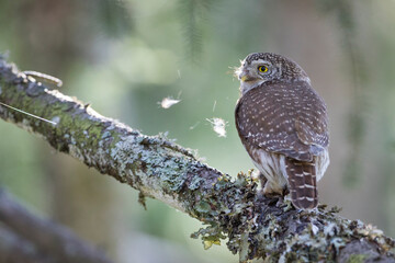 Dwerguil, Eurasian Pygmy Owl, Glaucidium passerinum