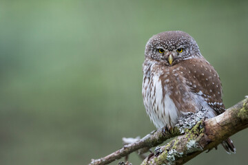 Dwerguil, Eurasian Pygmy Owl, Glaucidium passerinum