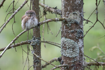 Dwerguil, Eurasian Pygmy Owl, Glaucidium passerinum