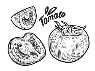 Tomato and slice. Vegetables sketch vector illustration