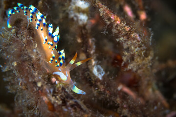  Colorful nudibranch sea slug on coral reef in Indonesia