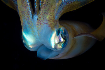 Naklejka premium Close up detail of reef squid - Sepioteuthis sepioidea
