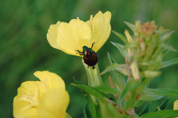 Japanese Beetle on Yellow Evening Primrose Flower in Summer