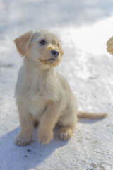 puppy on the snow