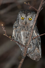 Dwergooruil, Eurasian Scops-Owl, Otus scops