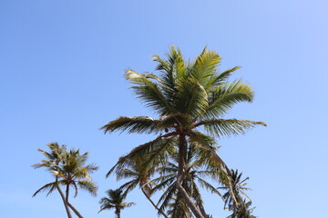 two palm trees and a blue sky 