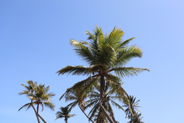 Fototapeta premium two palm trees and a blue sky 