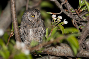 Dwergooruil, Eurasian Scops-Owl, Otus scops