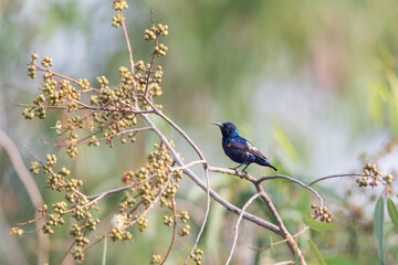 Breeding male of Purple sunbird (Cinnyris asiaticus), displaying yellow pectoral tufts at Lake Gardens, Kolkata, India