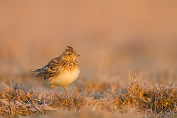 Veldleeuwerik, Eurasian Skylark, Alauda arvensis
