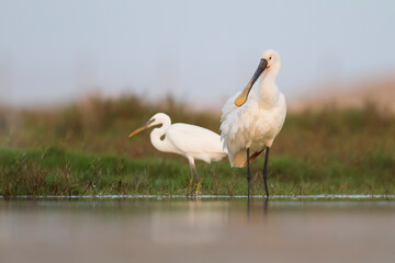 Lepelaar, Eurasian Spoonbill, Platalea leucorodia