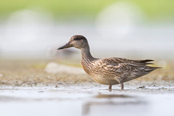 Wintertaling, Eurasian Teal, Anas crecca