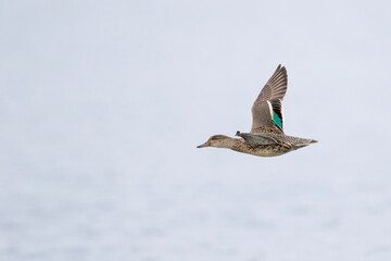Wintertaling, Eurasian Teal, Anas crecca